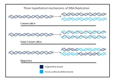 Mes Stahl DNA replication
