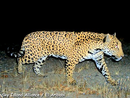 A Jaguar at El Aribabi Nature Preserve in Mexico