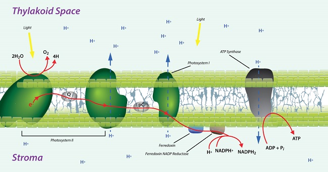electron transfer in membrane