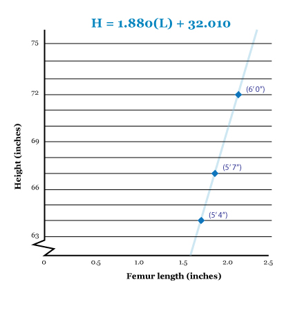 femur length by height
