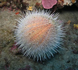 sea urchin2