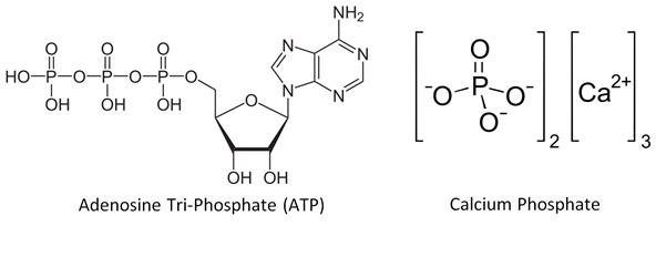 ATP and calcium phosphate_revised
