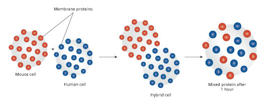 Hybrid cell experiment