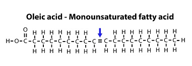 Monounsaturated fatty acid