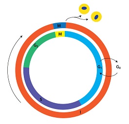cell cycle lengths