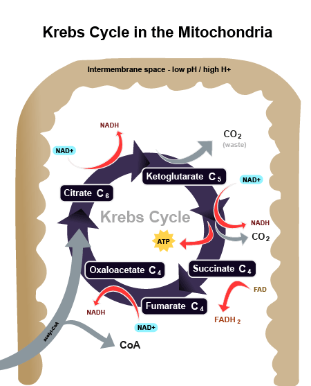 Krebs cycle_2