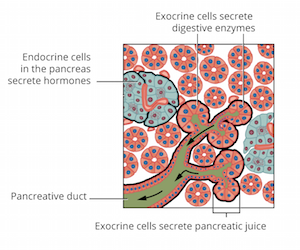Endocrine and exocrine cells
