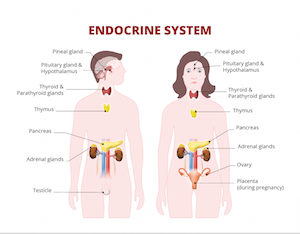 Endocrine system details