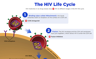 HIV lifecycle