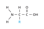 Amino acid structure_rev