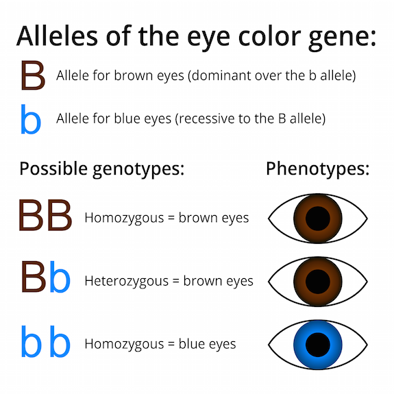 Alleles genotypes phenotypes