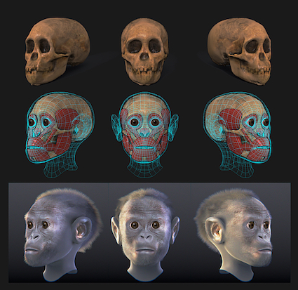 Taung child reconstruction