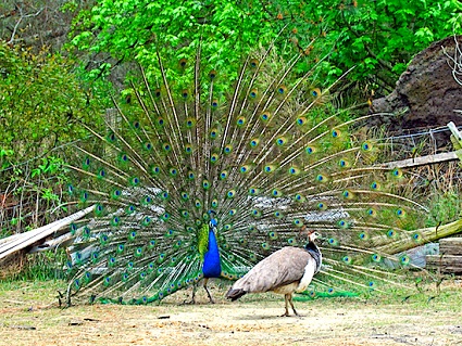 Peacock courting a mate