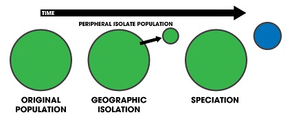 Speciation of an isolated population