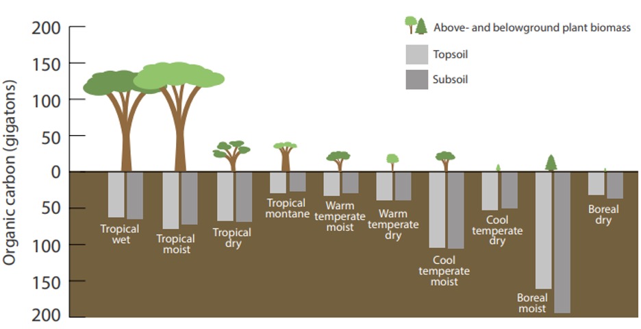 Carbon - Plant Biomass
