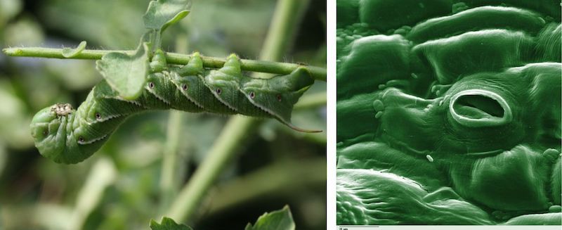 Figure 2: Close-up photo of an insect spiracle, side-by-side with leaf stomata.