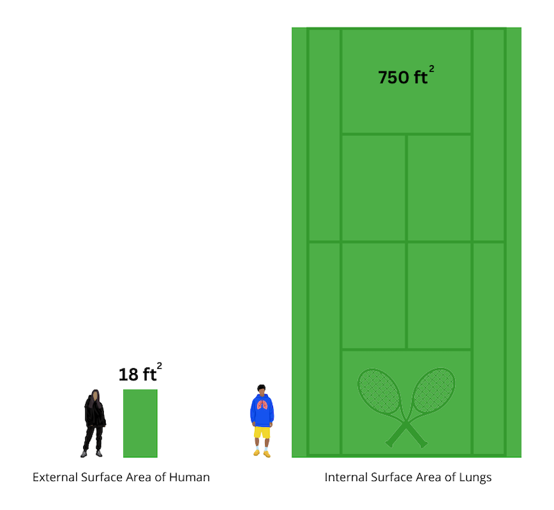 Figure 5: side-by-side proportionate squares for surface area of an adult human vs surface area inside the lungs.