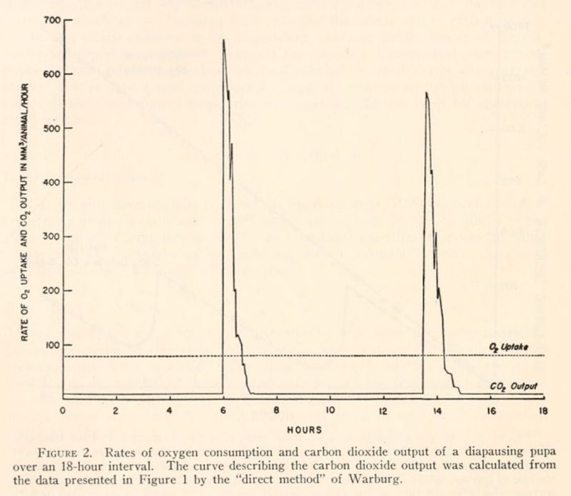 Figure 6: Rates of oxygen consumption and carbon dioxide output of a diapausing pupa over an 18-hour interval.