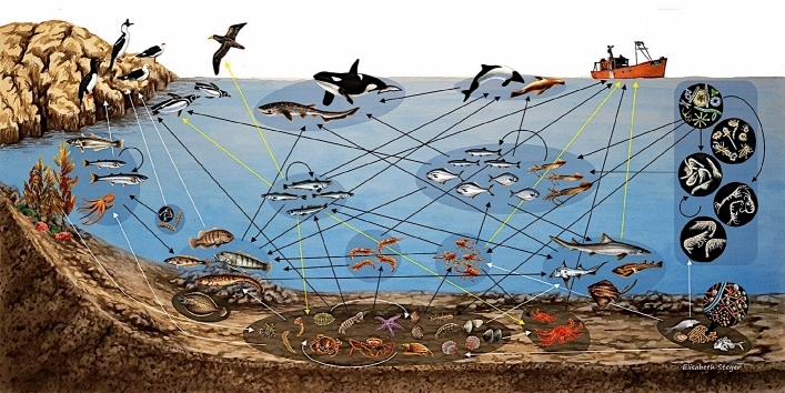 Figure 8: Food web diagram showing ocean trophic relationships related to fisheries.