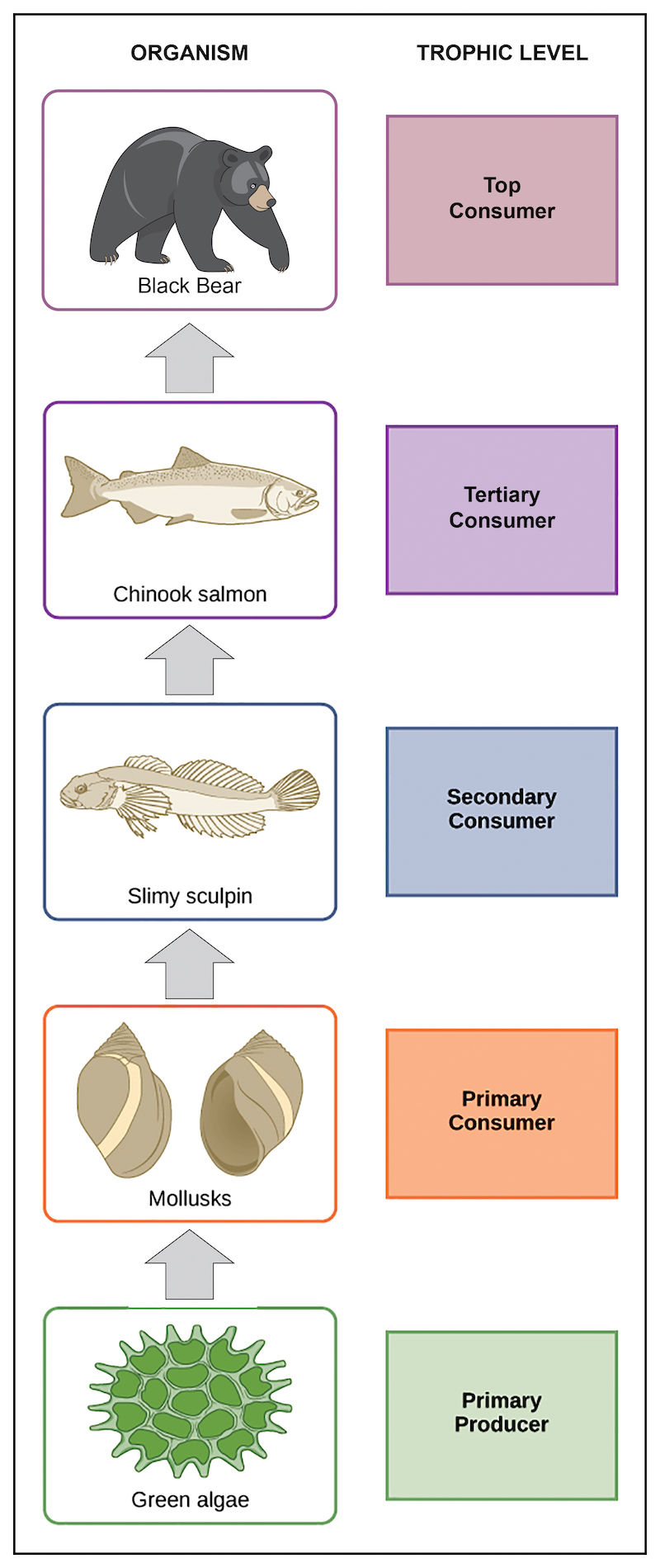 Figure 2: Depiction of a river food chain.