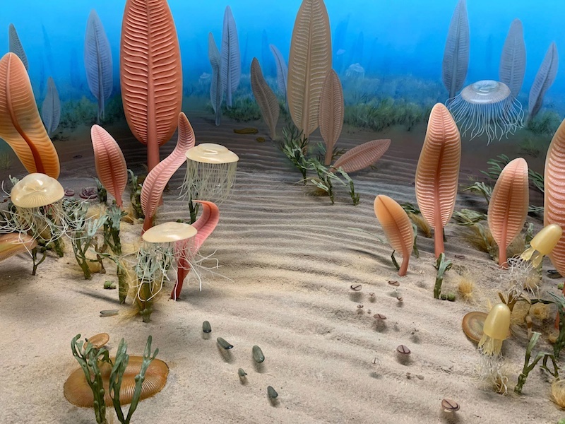  Figure 3: Depiction of life in the Ediacaran Sea.