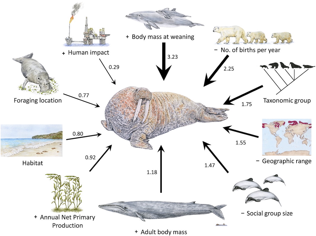 Figure 6: Predictors of marine mammal extinction risk.