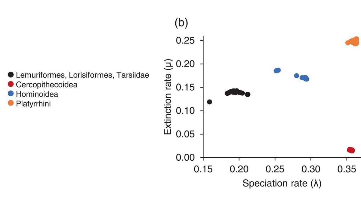 Figure 7: Speciation rates (λ) and extinction rates (μ) of groups of primates