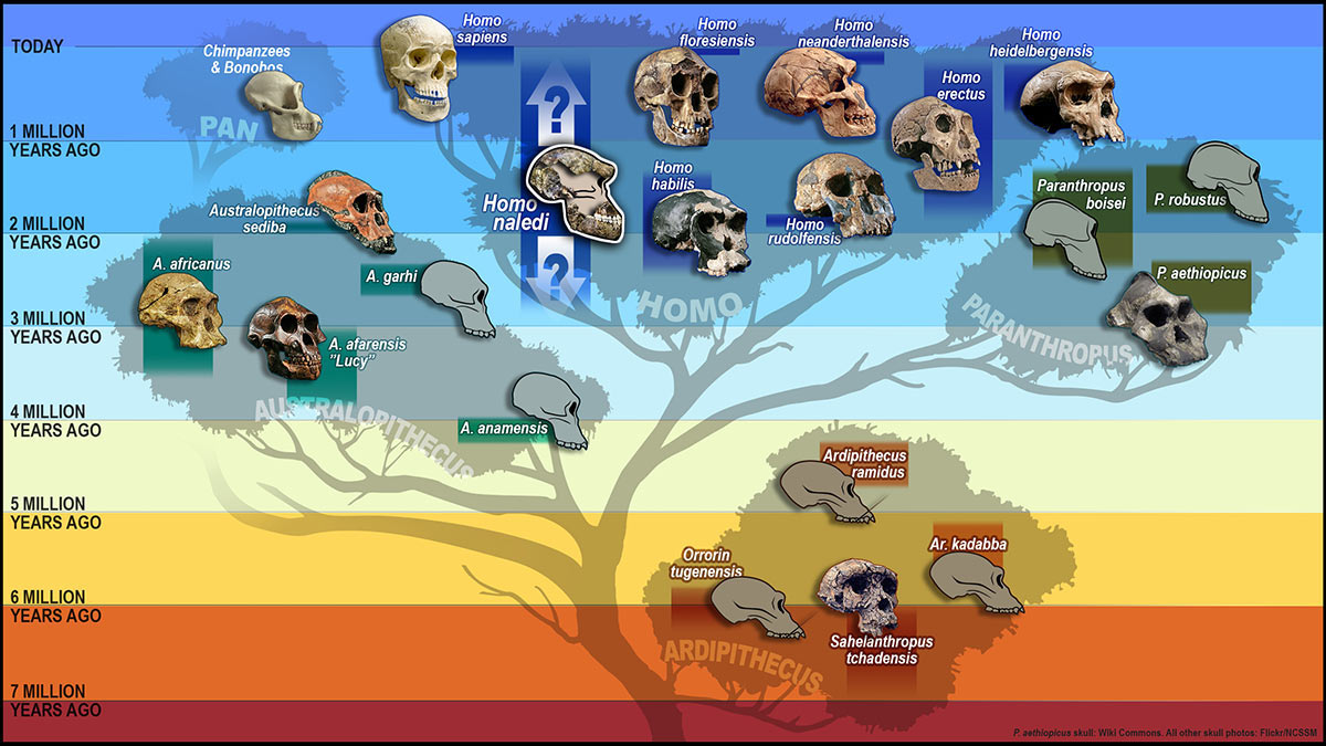 Figure 8: Human family tree showing different clusters of relatives.