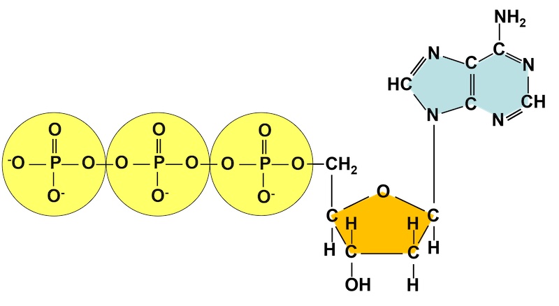 Figure 11: Arsenate can replace phosphate in the body’s attempts to produce ATP, resulting in ADP-arsenate. However, this arsenate product will not operate properly, and this results in a breakdown of the chemical process.