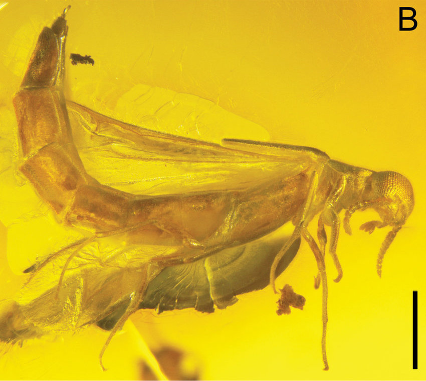 Figure 3: Female timber beetle (Raractocetus sverlilo) encased in amber; scale bar 1 mm.