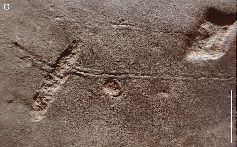 Figure 4: Trace fossils from Permian rocks in the Rodez Basin, southern France.