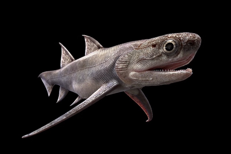 Figure 8: Depiction from fossils of one of the oldest known jawed fish, Quianodus duplicis.