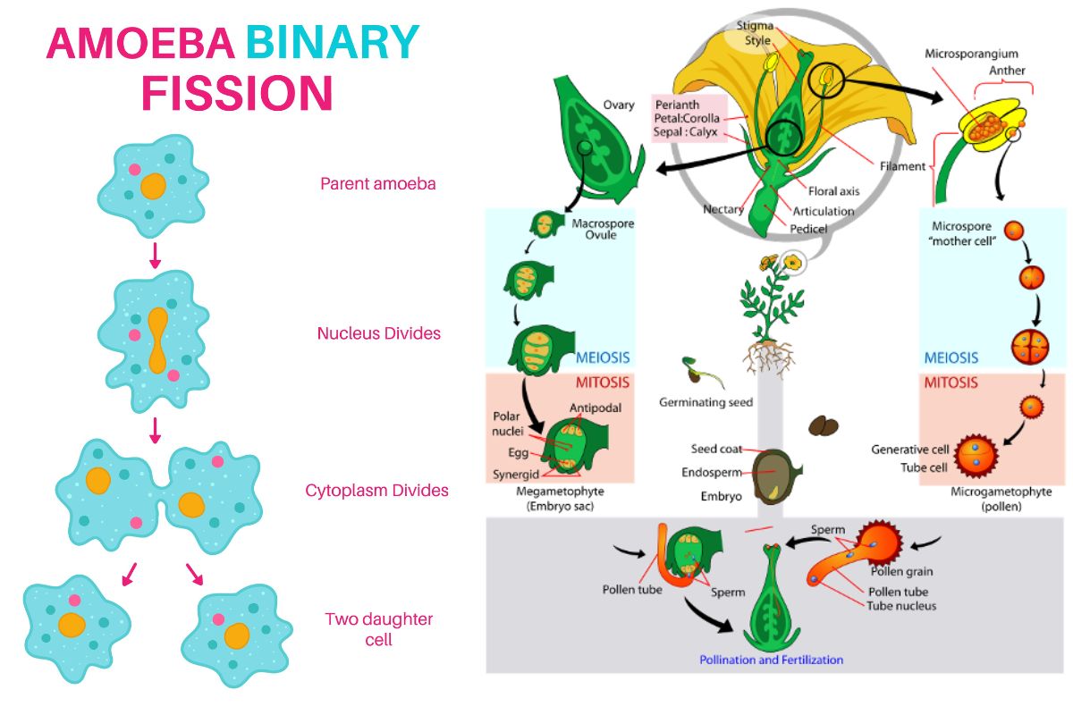 Figure 6: (Left) Depiction of asexual reproduction of an amoeba. (Right) Depiction of sexual reproduction in a flowering plant.