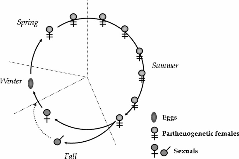 Figure 8: Depiction of aphid life cycle with sexual reproduction confined to the fall season.
