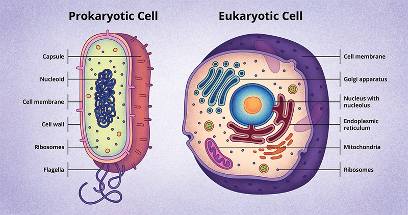 Figura 4: Las células de eucariotas (izq) y procariotas (der). image © National Institute of Health