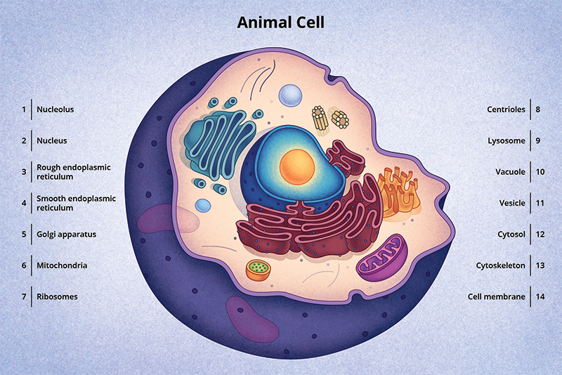 Figura 5: Un diagrama de una célula animal típica.
