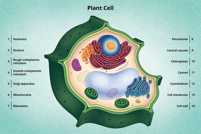 Figura 6: Un diagrama de una célula vegetal típica.