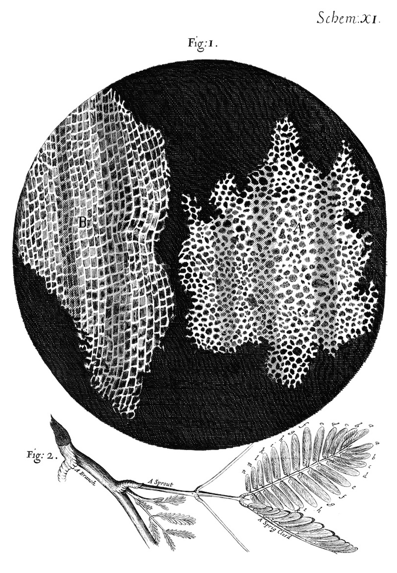 Figure 1: The cork described in Micrographia by Robert Hooke.
