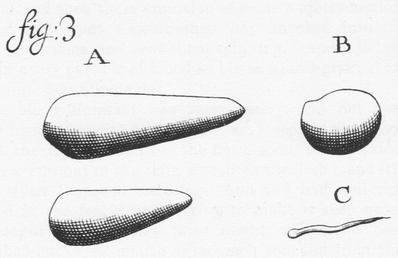 Figure 3: Leeuwenhoek's drawing of protozoa.
