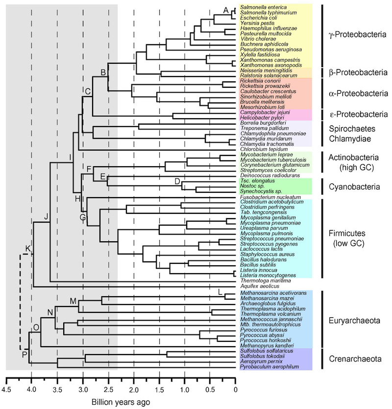 Figura 8: Una escala de tiempo de la evolución procariota: ideas del origen de metanogénesis, fototrofía, y la colonización de tierras. 