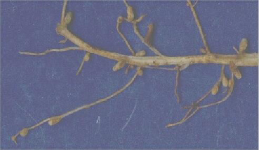 Root Nodules (Small)